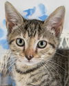 adoptable Cat in Kennesaw, GA named Duckling