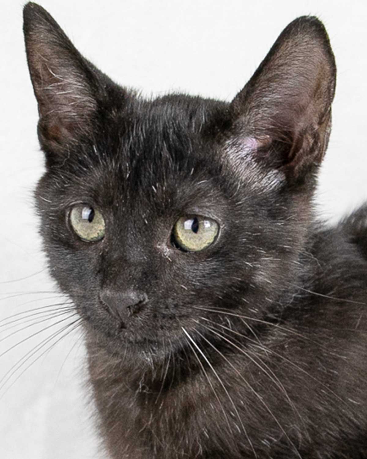 adoptable Cat in Kennesaw, GA named Elliot