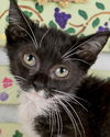 adoptable Cat in Kennesaw, GA named Michelle