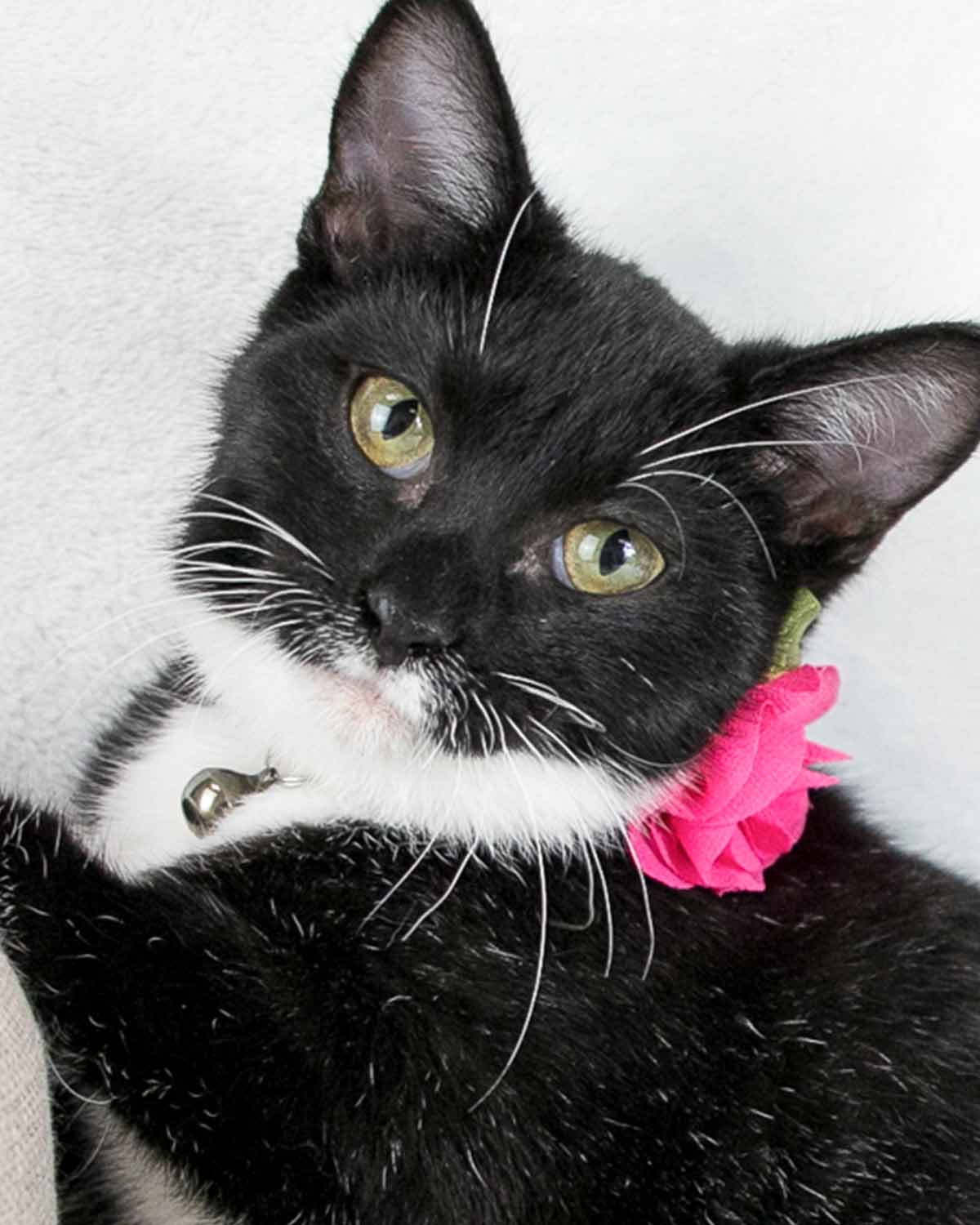 adoptable Cat in Kennesaw, GA named Michelle