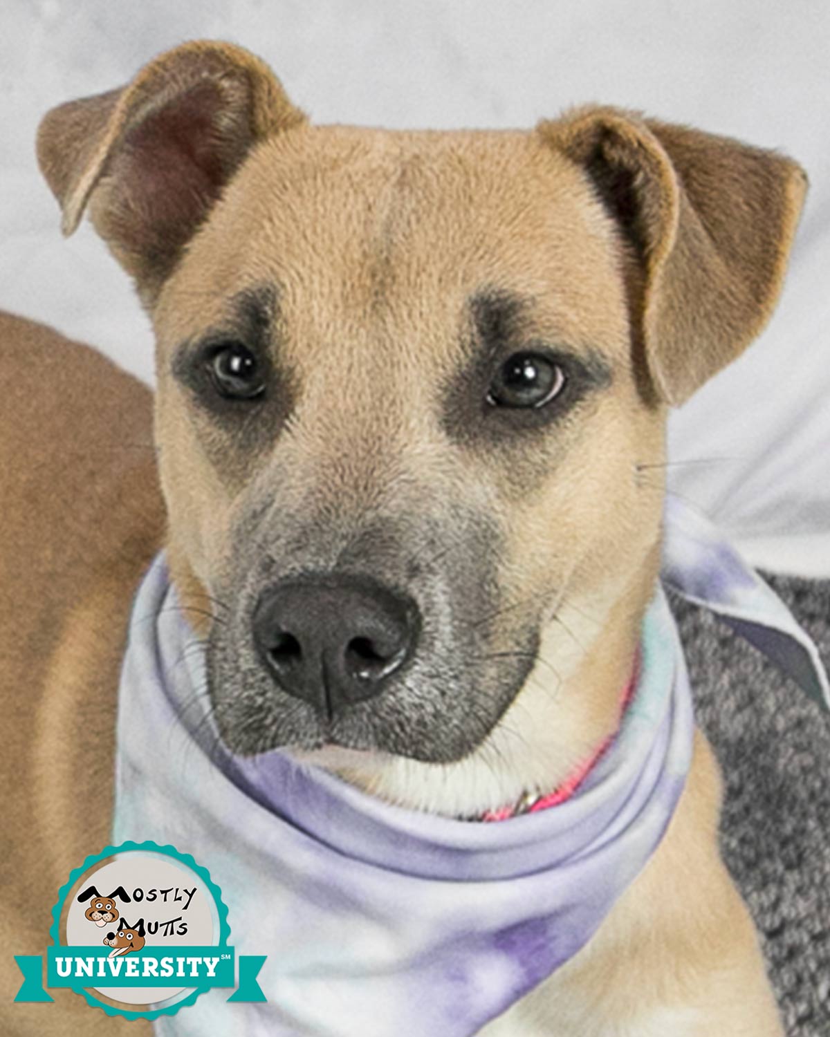 adoptable Dog in Kennesaw, GA named Kelsey