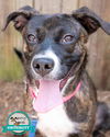 adoptable Dog in Kennesaw, GA named Kaylyn