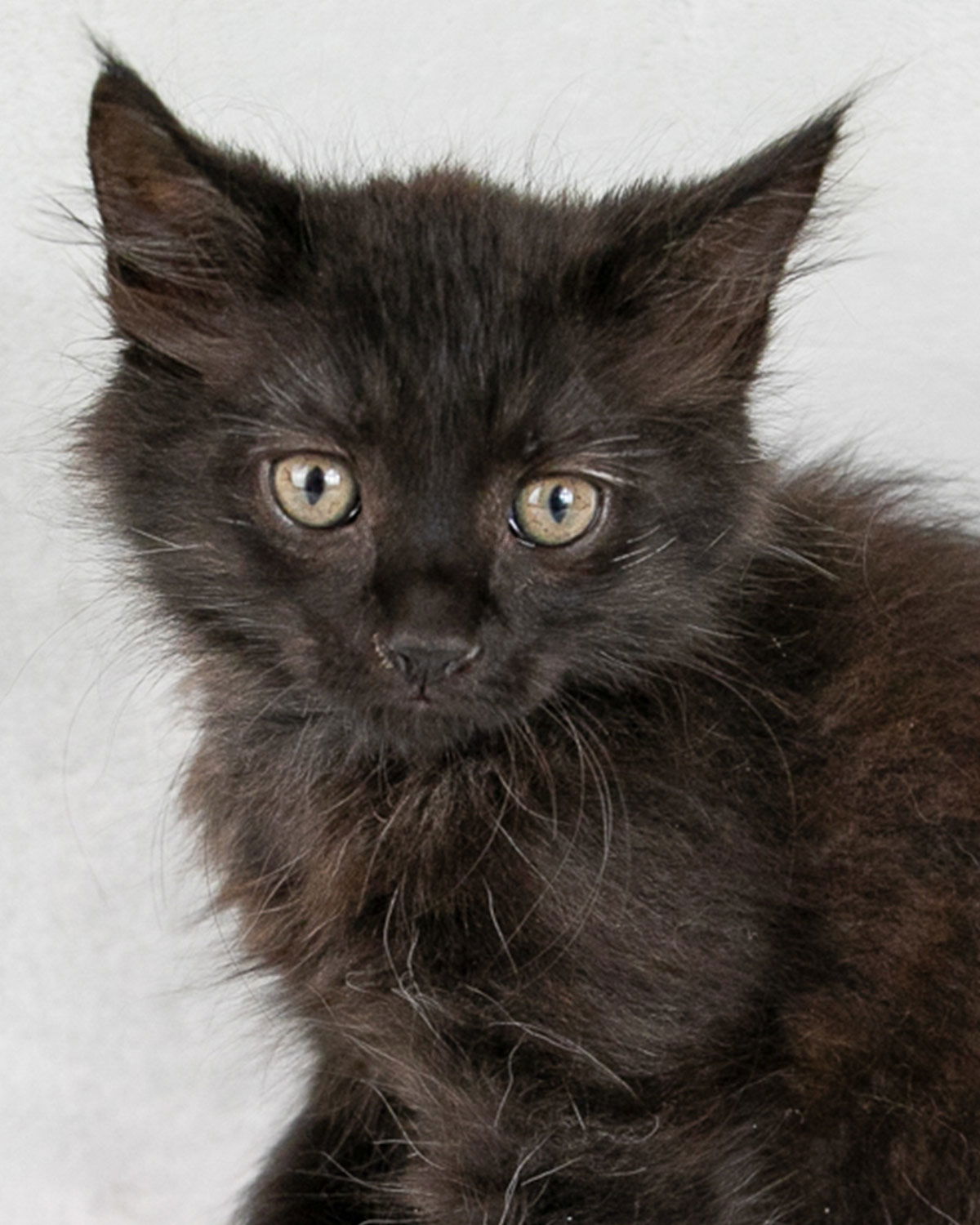 adoptable Cat in Kennesaw, GA named Croissant