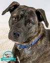 adoptable Dog in Kennesaw, GA named Clarke