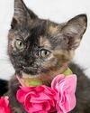 adoptable Cat in Kennesaw, GA named Emily Dickinson