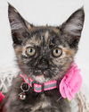 adoptable Cat in Kennesaw, GA named Jane Austen