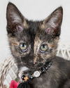 adoptable Cat in Kennesaw, GA named Mary Shelley