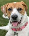 adoptable Dog in Kennesaw, GA named Morgana