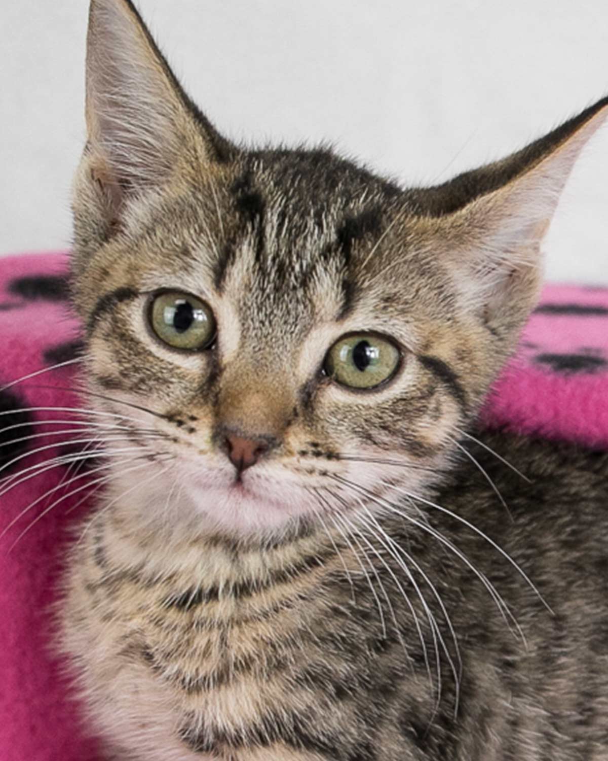 adoptable Cat in Kennesaw, GA named Lisa