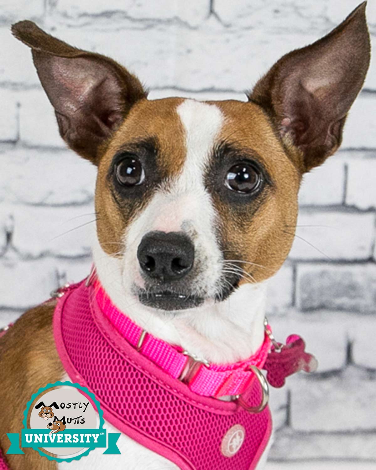 adoptable Dog in Kennesaw, GA named Rosey