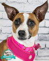 adoptable Dog in  named Rosey