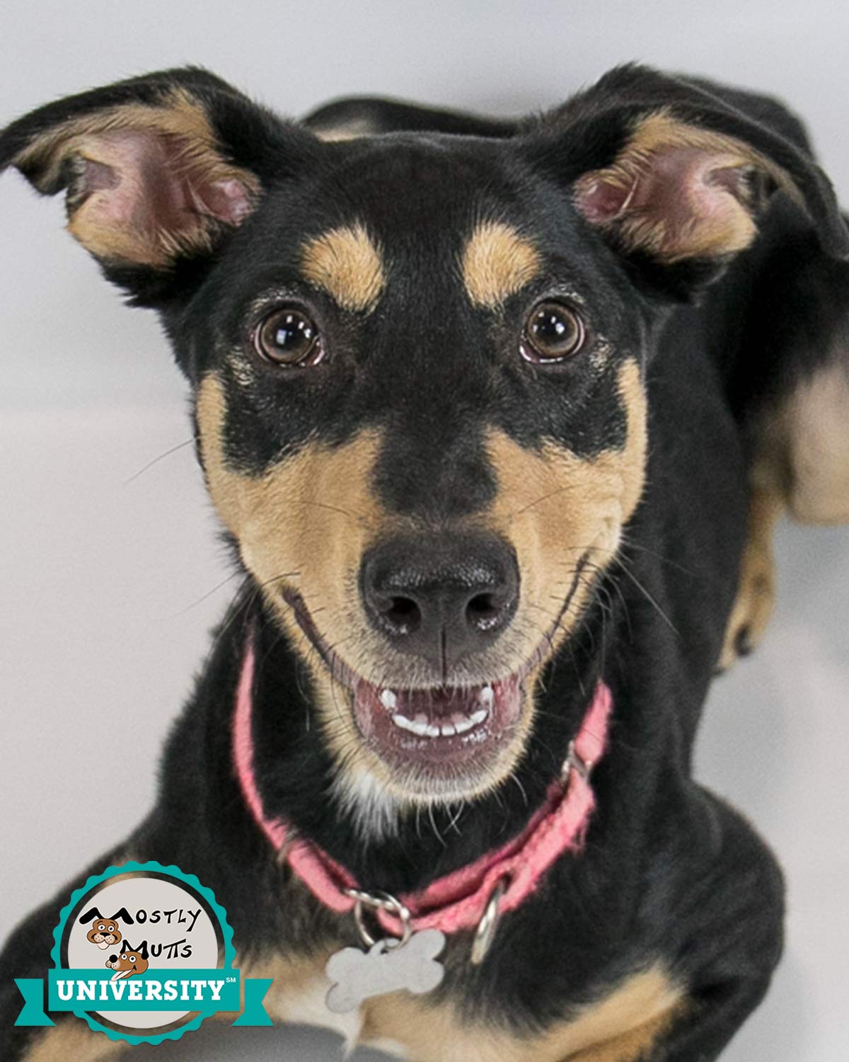 adoptable Dog in Kennesaw, GA named Eliza