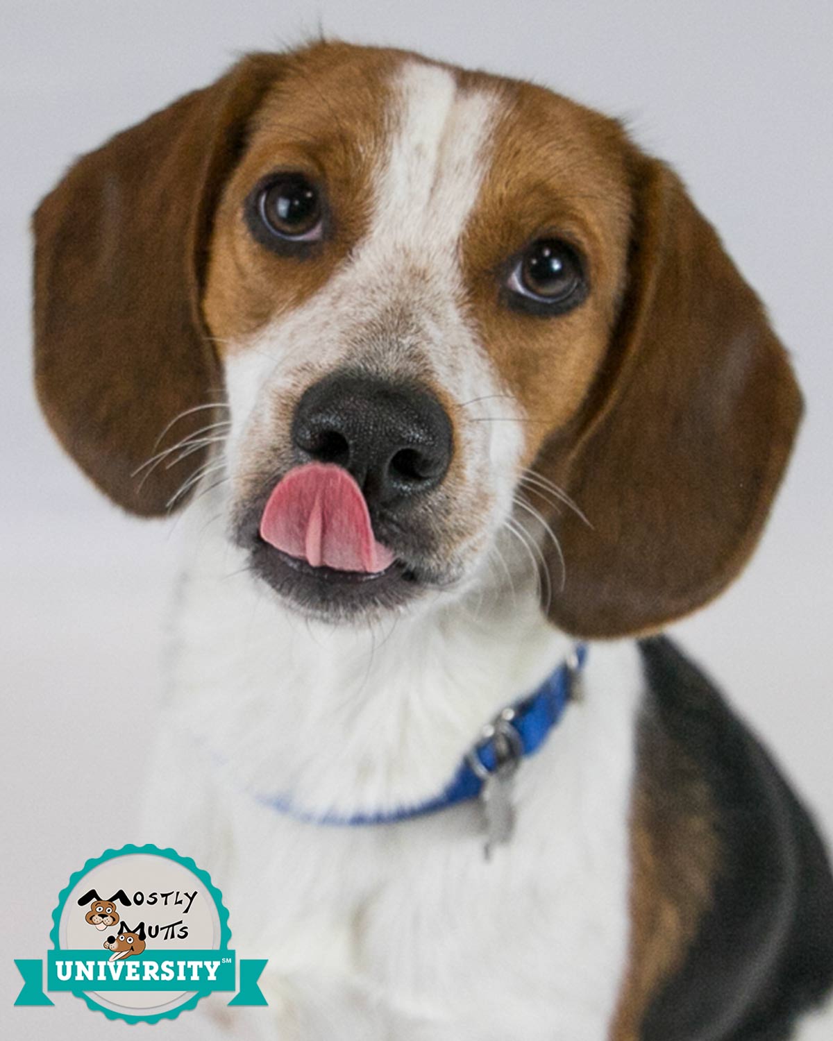 adoptable Dog in Kennesaw, GA named Beagle