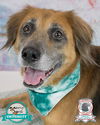 adoptable Dog in  named Beatrice