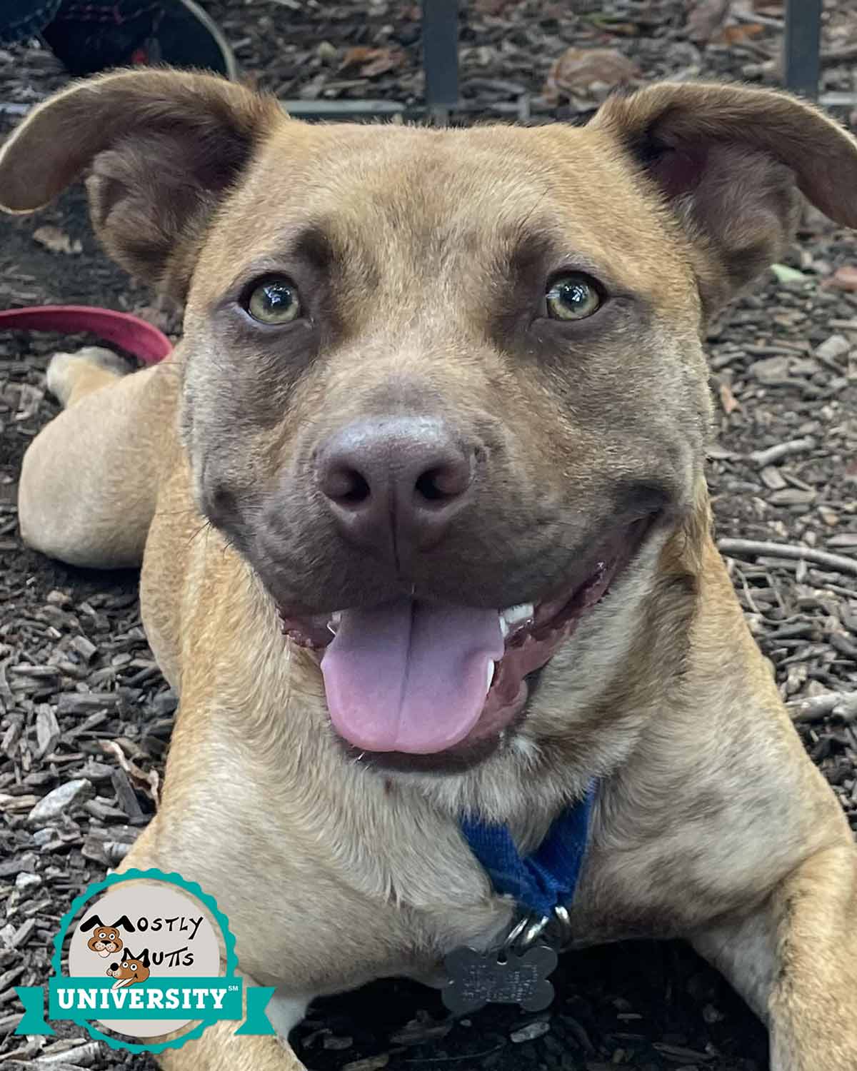 Asher - Boxer