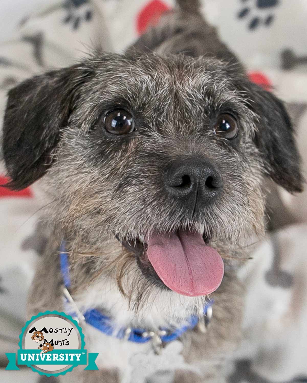 adoptable Dog in Kennesaw, GA named Holden