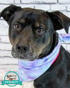 adoptable Dog in  named Yasmeen