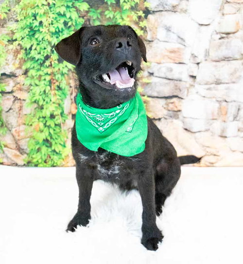 CLAY - Patterdale Terrier (Fell Terrier) available for adoption