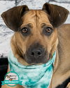 Josie - Photo 1
