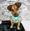 Josie - Photo 8