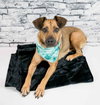 Josie - Photo 2