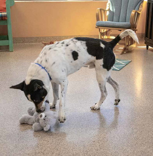 BOLTON - Hound / Boxer available for adoption