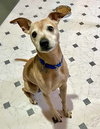 Meeko - Photo 4