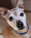 adoptable Dog in kennesaw, GA named Meeko