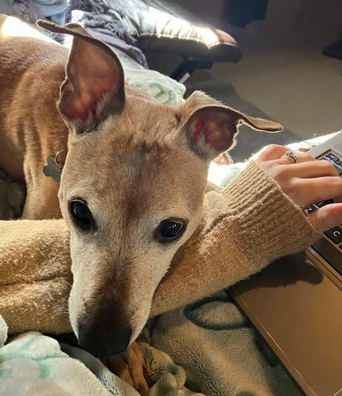 Meeko — thumbnail 5