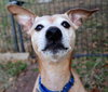 Meeko - Photo 6