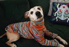 Meeko - Photo 10
