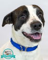 adoptable Dog in  named Maverick