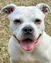 adoptable Dog in  named Etta