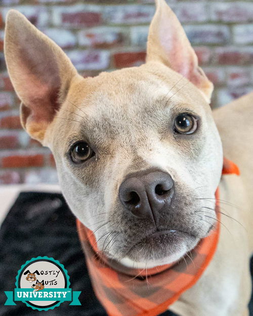 picture of the dog needing adoption