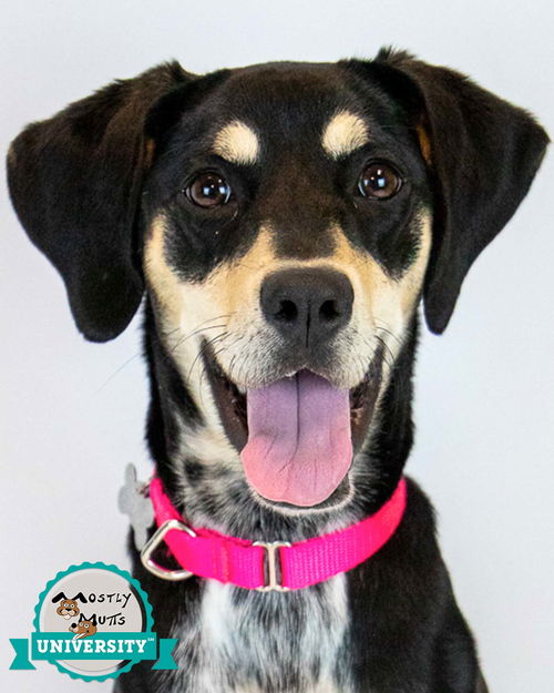 picture of the dog needing adoption