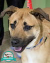 adoptable Dog in  named Miles
