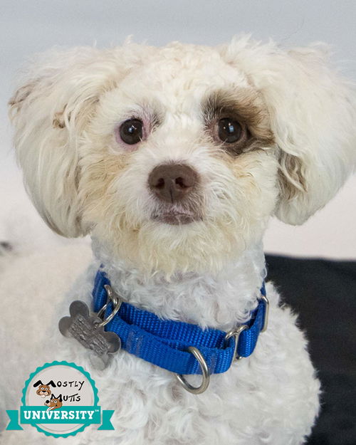 picture of the dog needing adoption