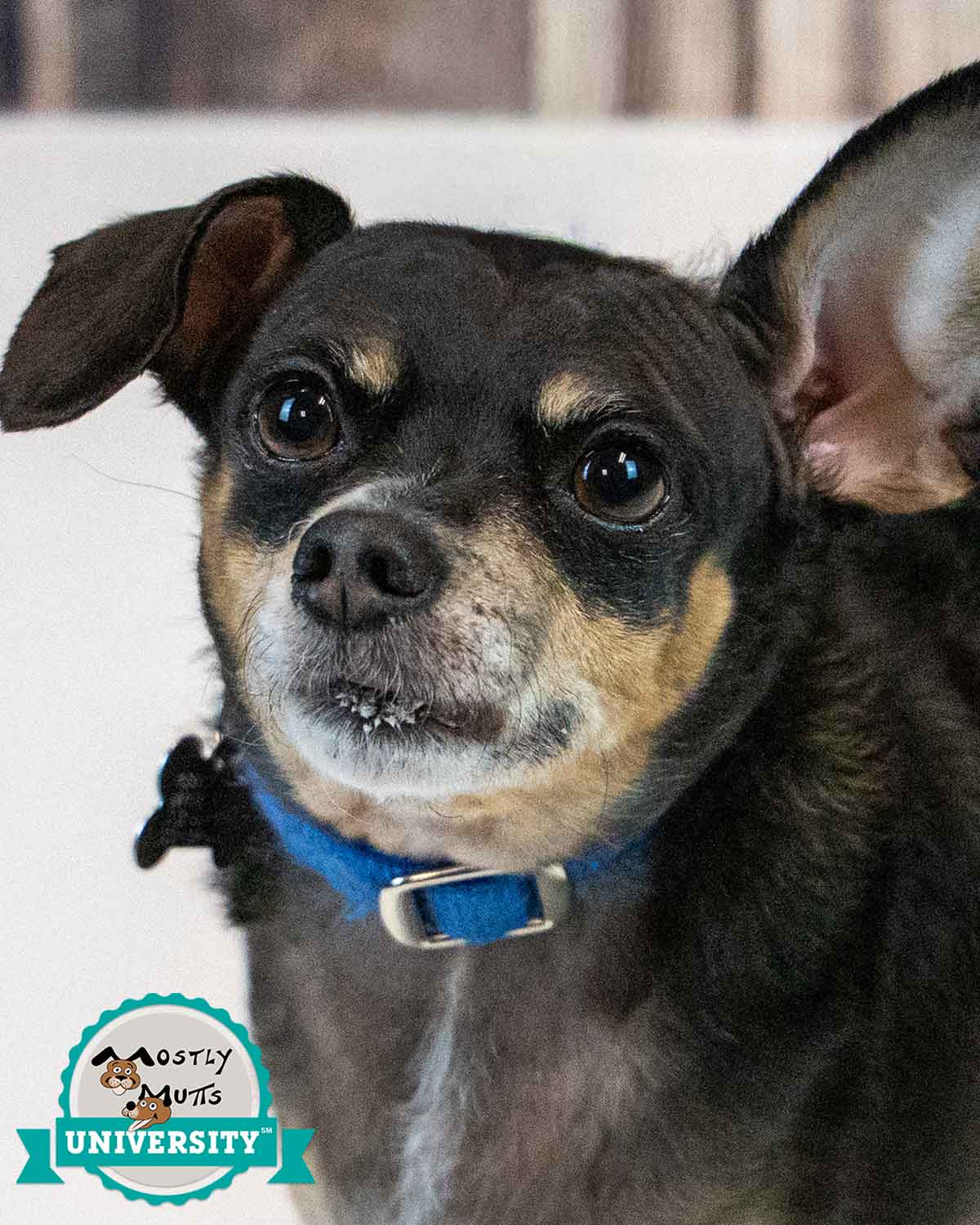Eugene - Chihuahua