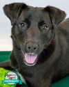 adoptable Dog in kennesaw, GA named Naomi