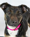 adoptable Dog in kennesaw, GA named Jessica
