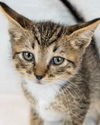 adoptable Cat in  named Cabana