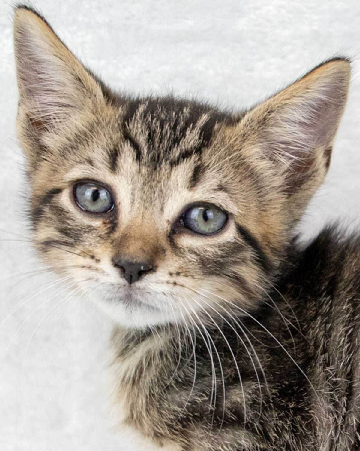 adoptable Cat in Kennesaw, GA named Splash