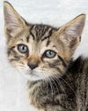 adoptable Cat in  named Splash