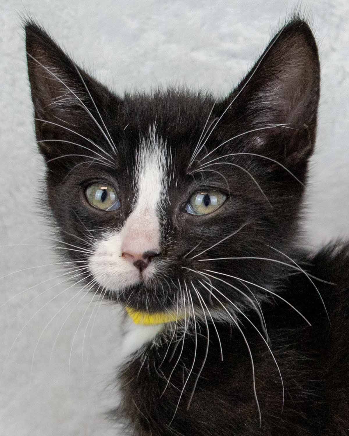 adoptable Cat in Kennesaw, GA named Surf