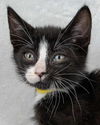 adoptable Cat in kennesaw, GA named Surf