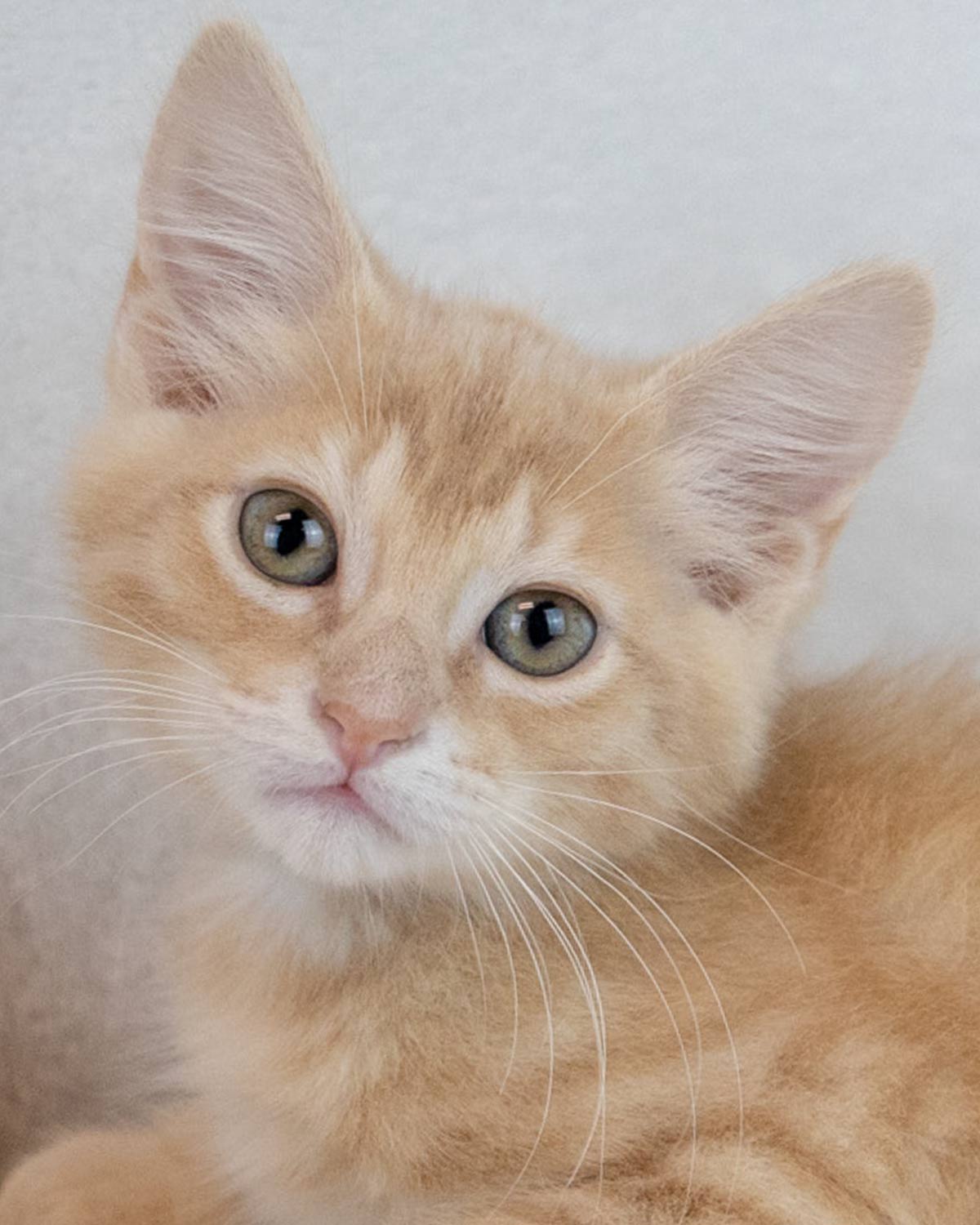 adoptable Cat in Kennesaw, GA named Christiano