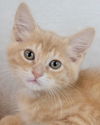 adoptable Cat in  named Christiano