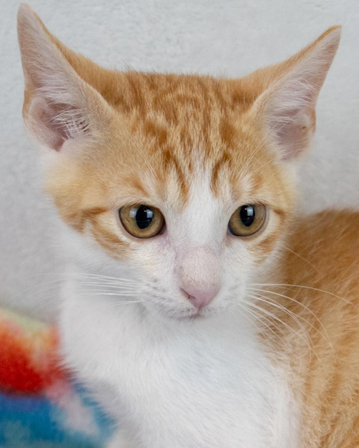 adoptable Cat in Kennesaw, GA named Jannik
