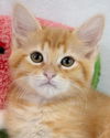 adoptable Cat in  named Patrick