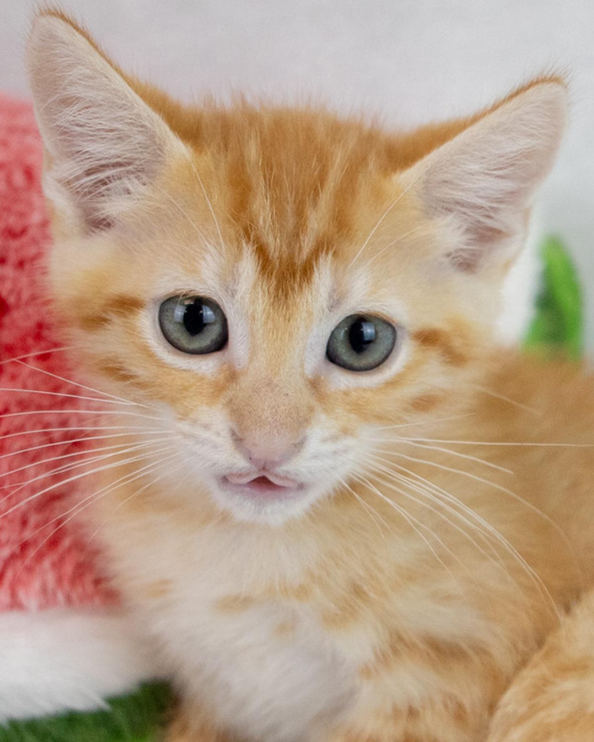 adoptable Cat in Kennesaw, GA named Shohei